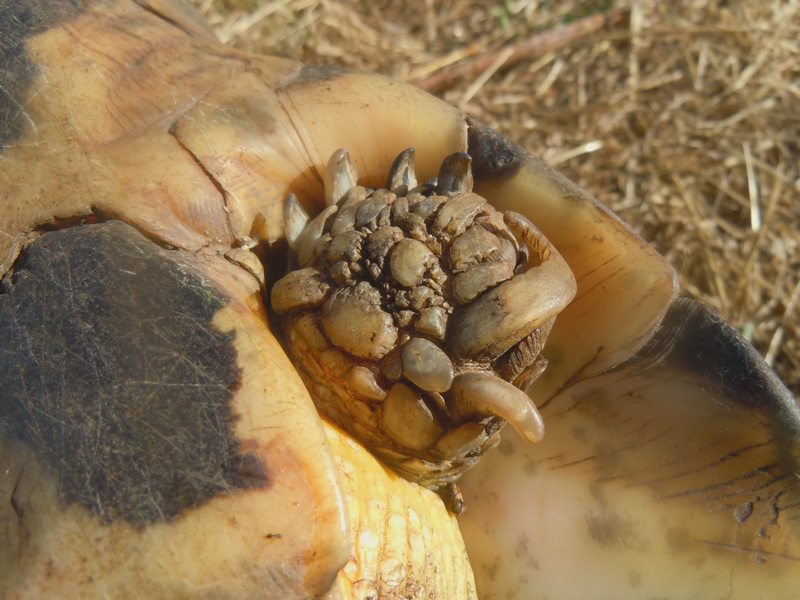 Testudo marginata...vecchissima!